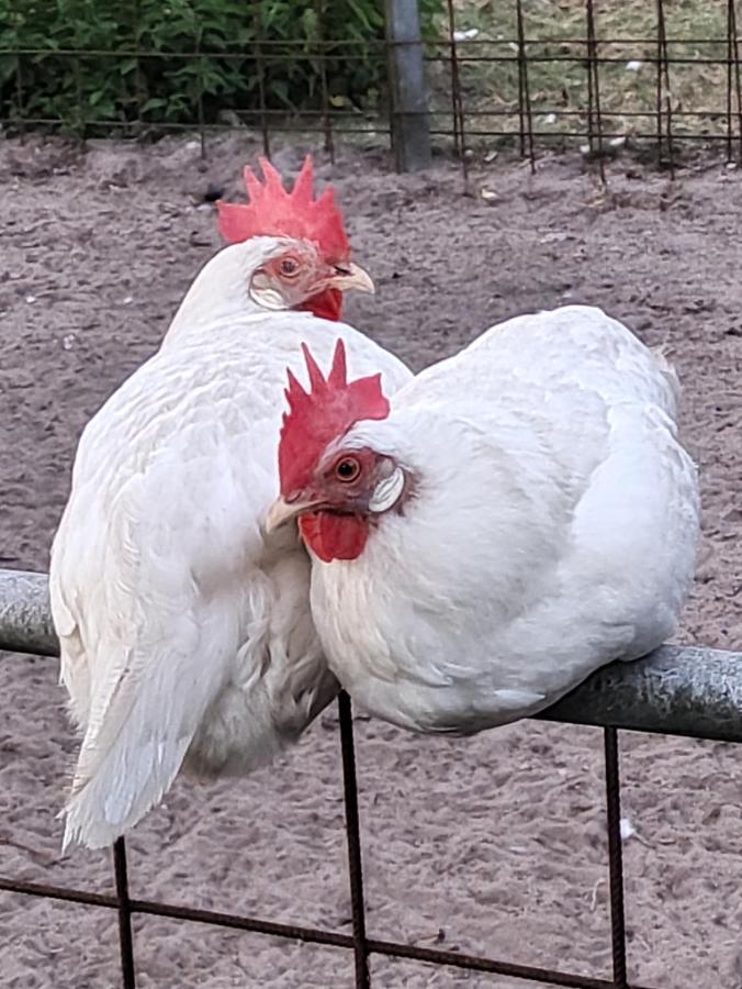 Ferienhof-Stoerwiese Arpsdorf Zewnętrze zdjęcie