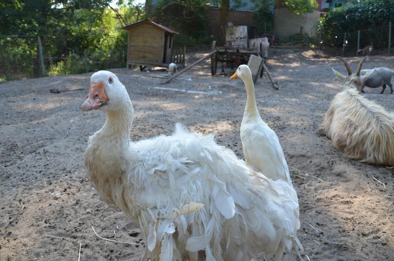 Ferienhof-Stoerwiese Arpsdorf Zewnętrze zdjęcie